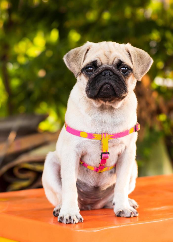 Pug puppy with funny crumpled face. photo