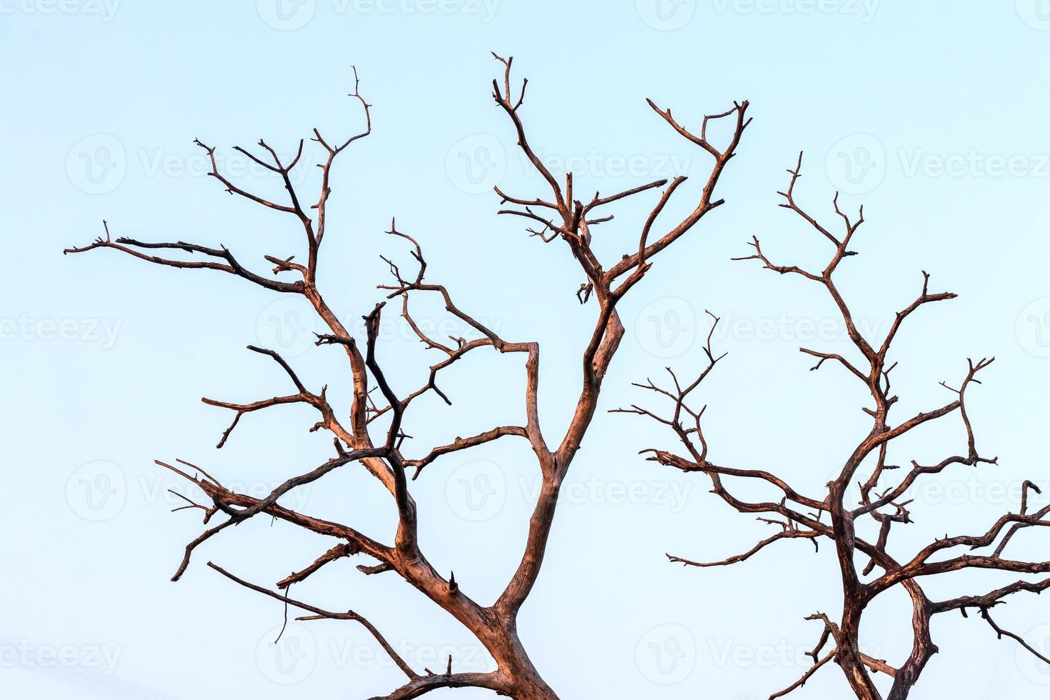 Close-up of dead dry branches. photo