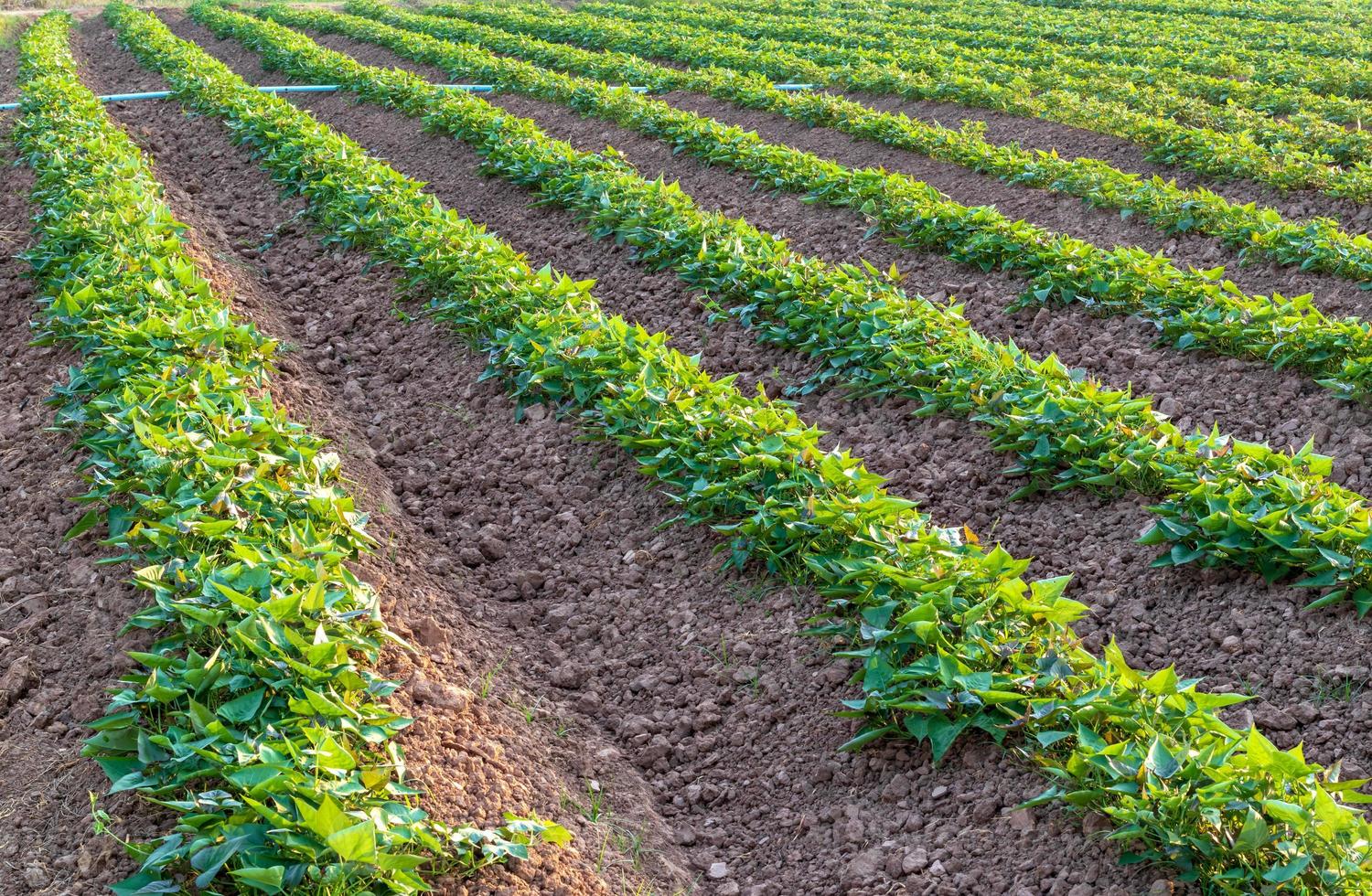 Background garden, sweet potato plantation. photo