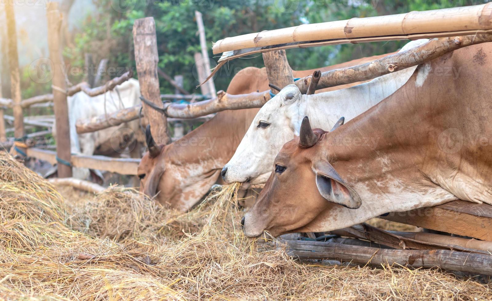 Thai cows in a wooden enclosure eating rice straw. photo