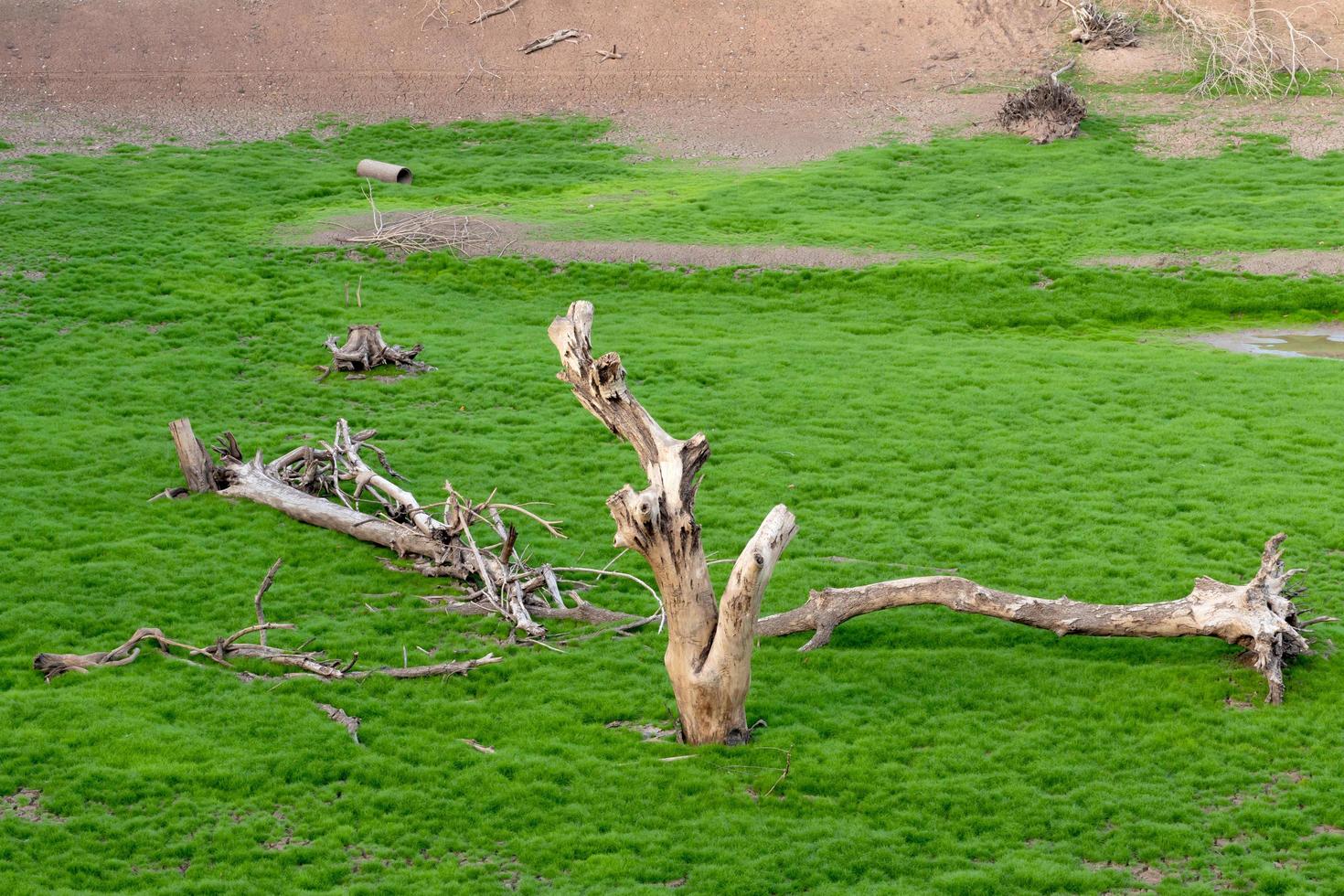 Dried stumps with fresh green grass. photo