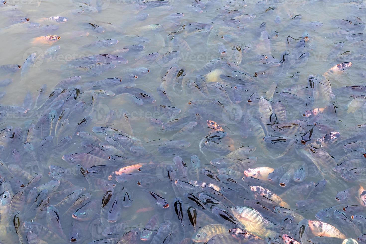 muchas tilapias de agua dulce nadan en el agua. foto