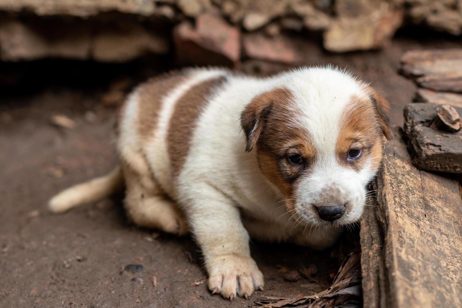 el cachorro tailandés blanco y marrón vive en una madriguera de hormigón. foto