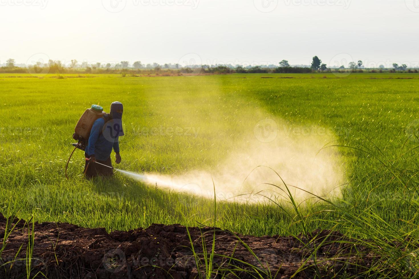 Farmers spray herbicides on green rice fields near the mound. photo