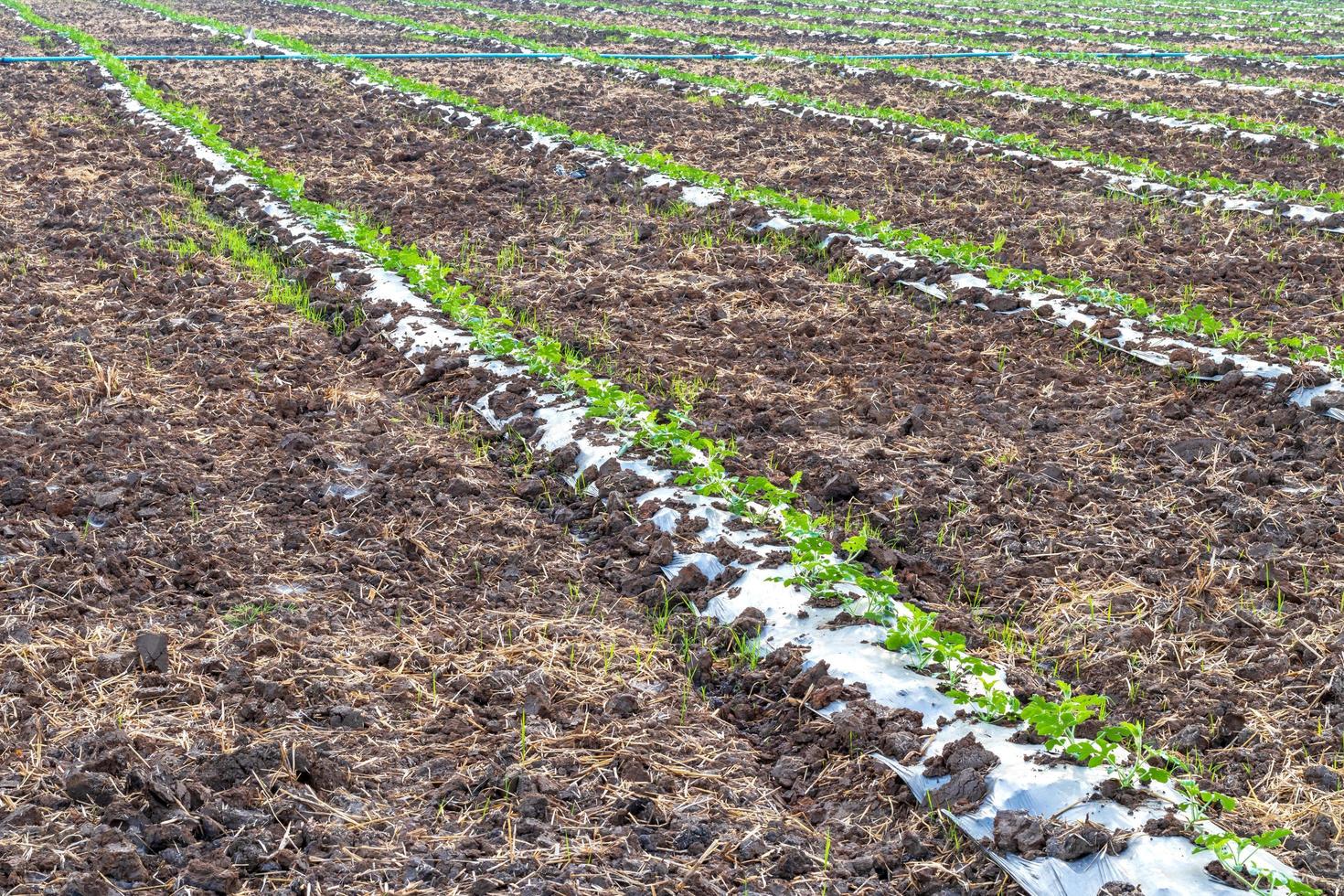 cultivar cultivos de sandía en el suelo. foto