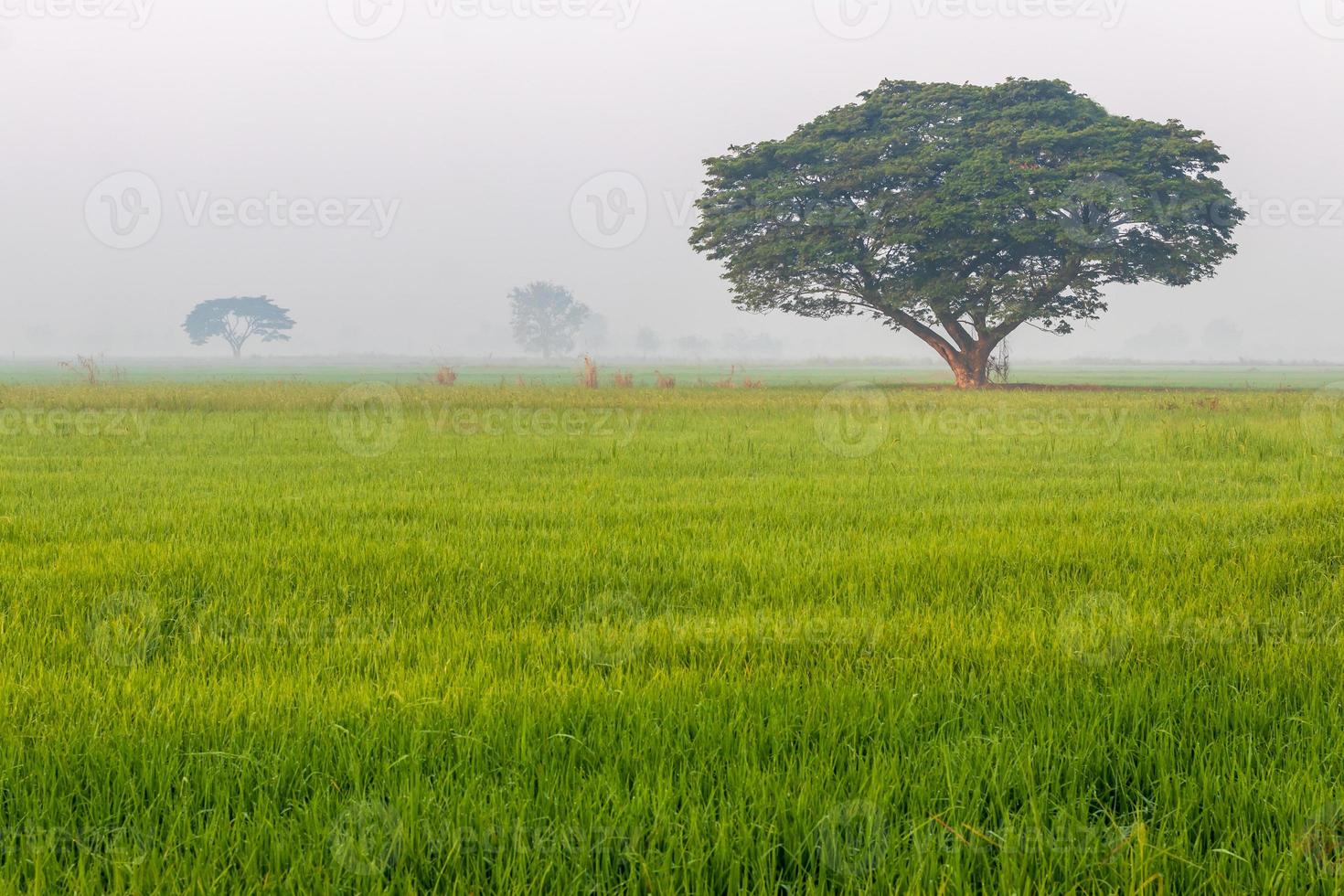 Large trees in rice fields and fog. photo