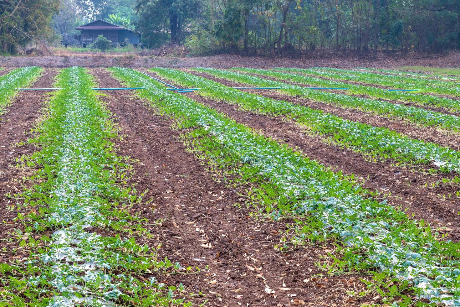 áreas de cultivo de sandía cerca de pueblos rurales. foto