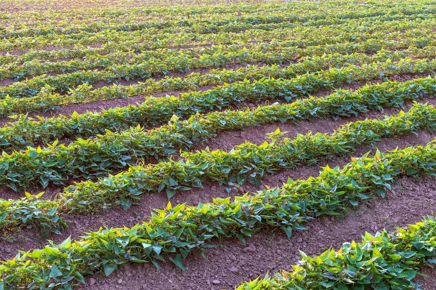 Background garden, sweet potato plantation. photo