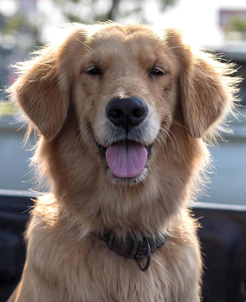 Golden Retriever Dog Face Tongue. photo