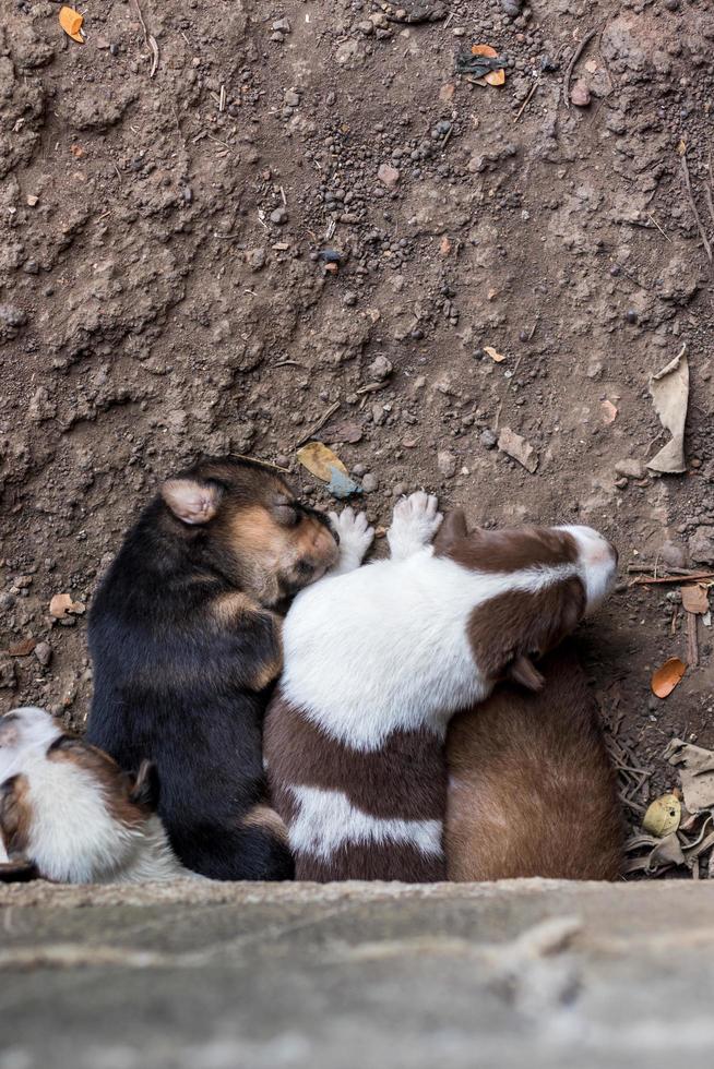 el cachorro está durmiendo en el suelo bajo una plataforma de hormigón. foto