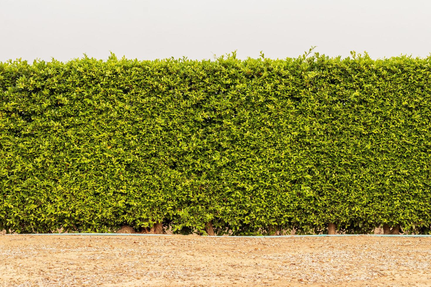 una pared de cercas de muchos follaje verde denso. foto