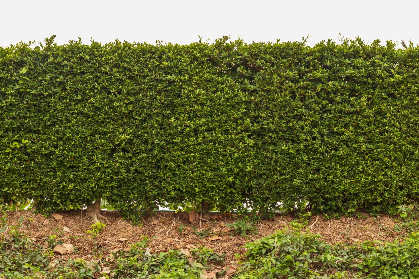 Close-up of the fence from many dense green foliage. photo