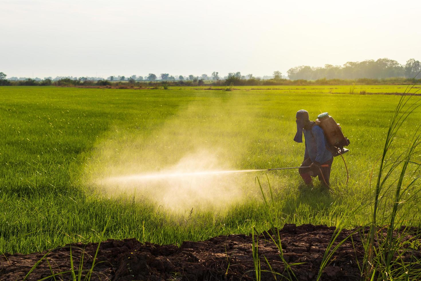 Farmers spray herbicides on green rice fields near the mound. 7674864 Stock Photo at Vecteezy