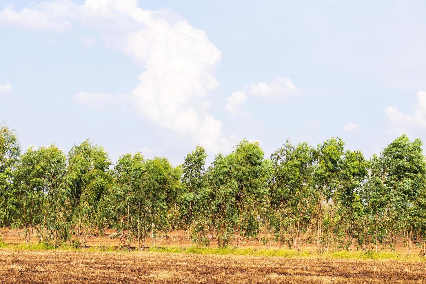 Eucalyptus abundant on the arid soil in rice fields. photo
