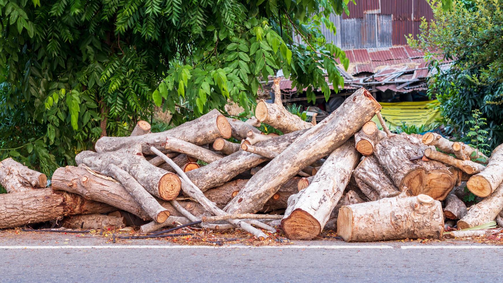 Many logs are piled on the asphalt road. photo