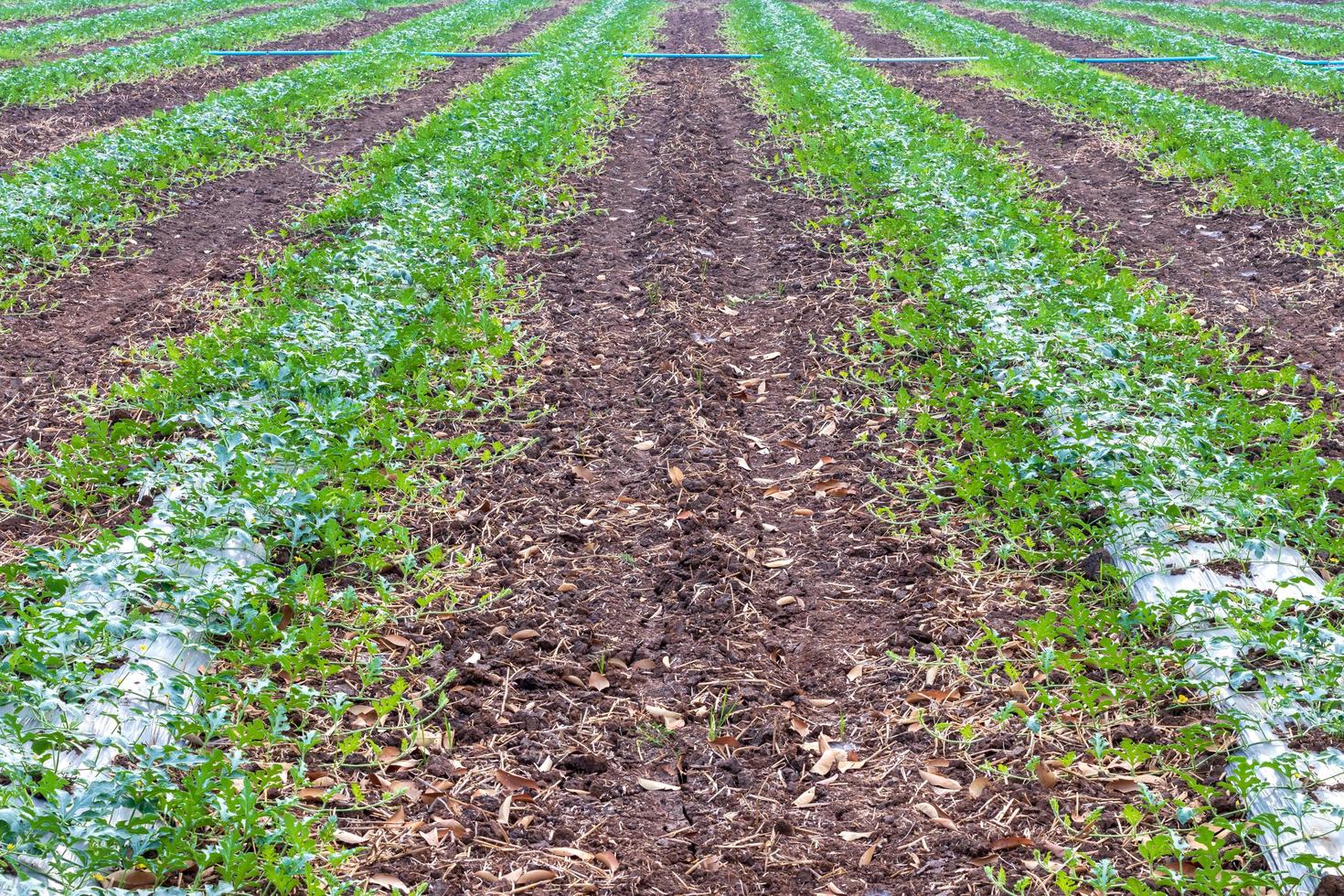 fondo de plantación de sandía en filas. foto