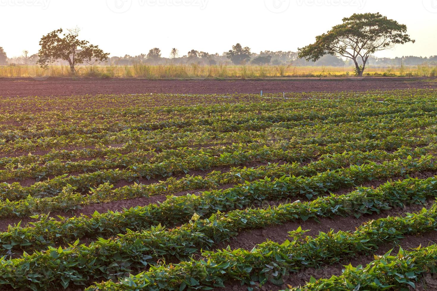 Rural sweet potato plantation area. photo