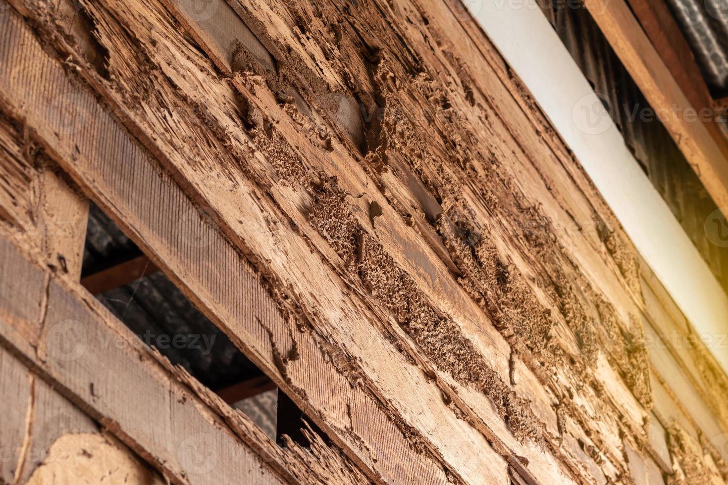 Old wooden walls that were bitten by termites. photo