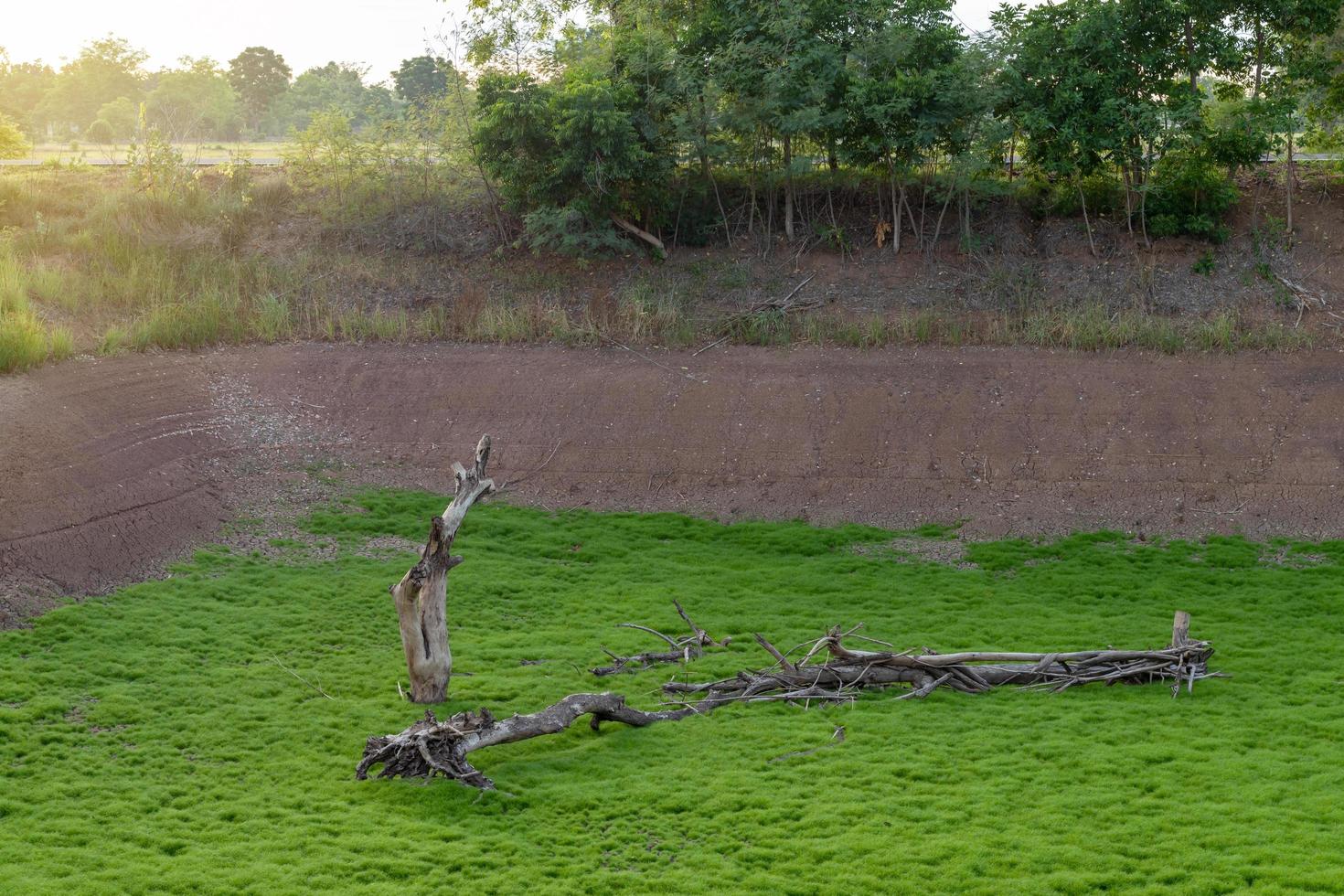 Dead dry stumps with green moss grass. photo