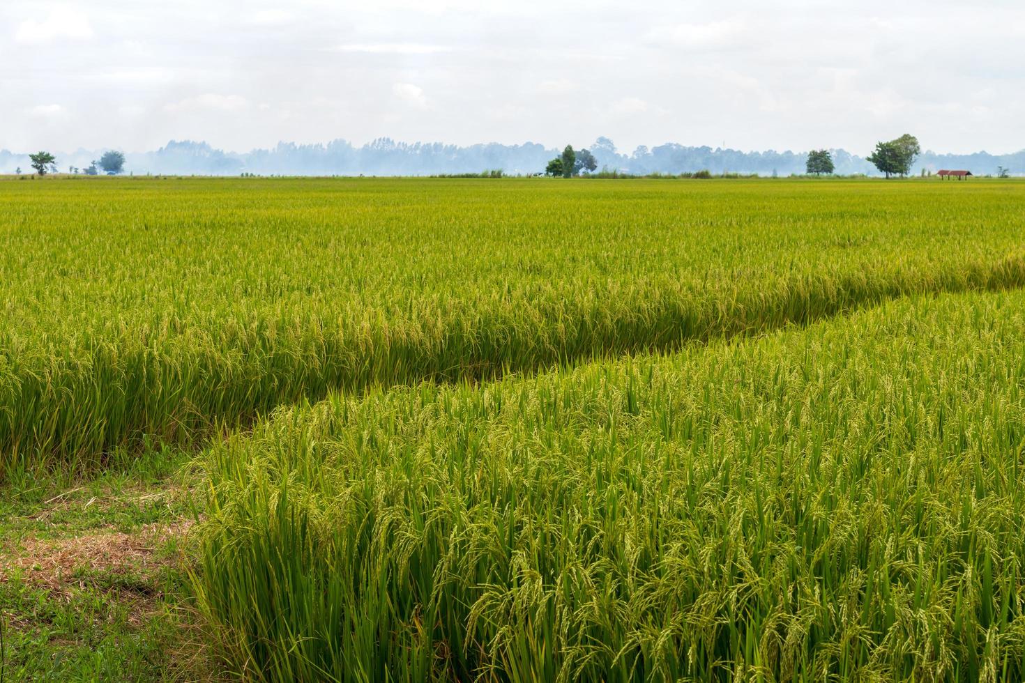 campos de arroz esperando la cosecha. foto