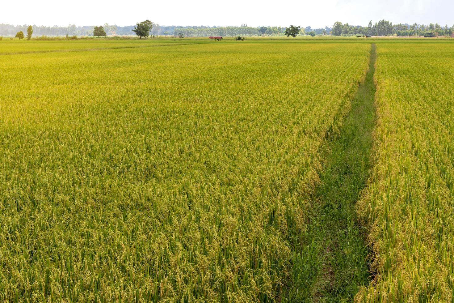 Scenery of rice fields and mound grooves. photo