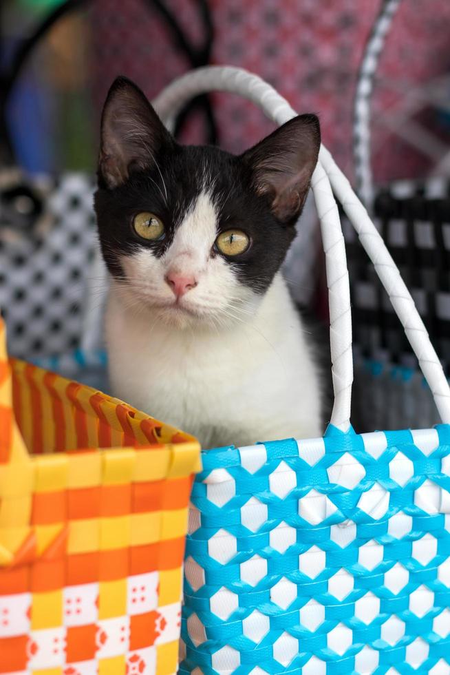 gato blanco y negro en una cesta de mimbre de plástico colorido. foto