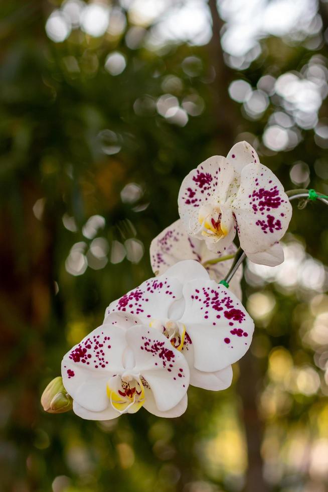 ramo de orquideas, manchas blancas, moradas, hermoso. foto