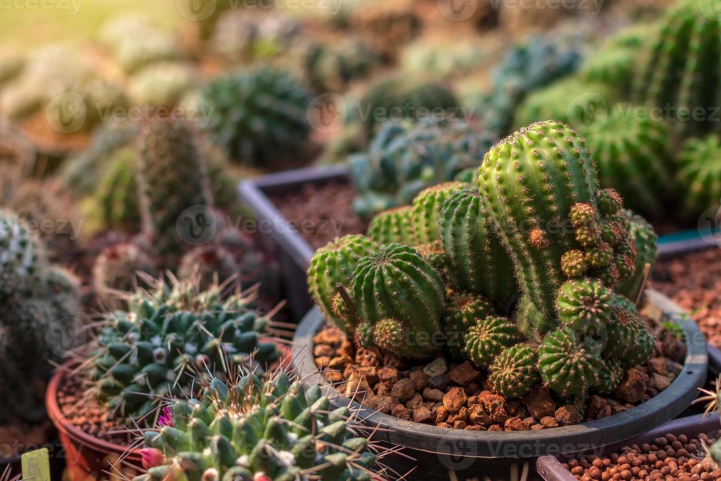 Close-up, small green cactus. photo