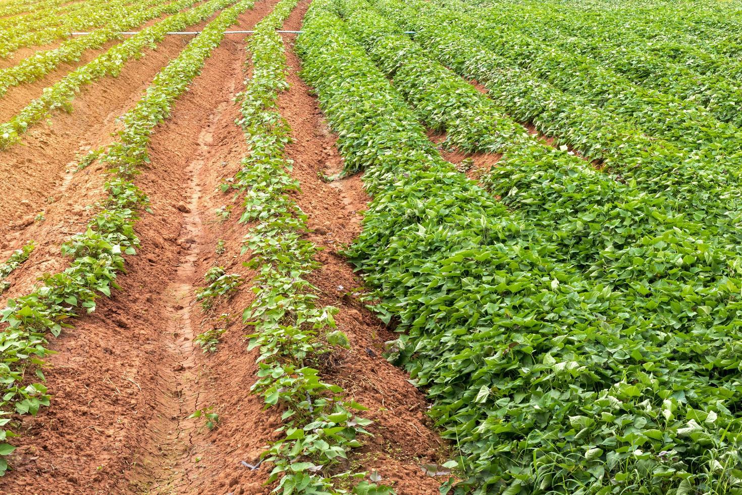 Green leaves of many sweet potato crops on the ground. photo