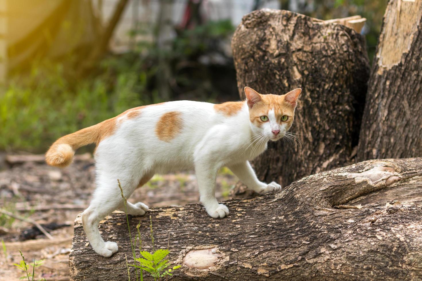 White-yellow Thai cat and tree stump. photo