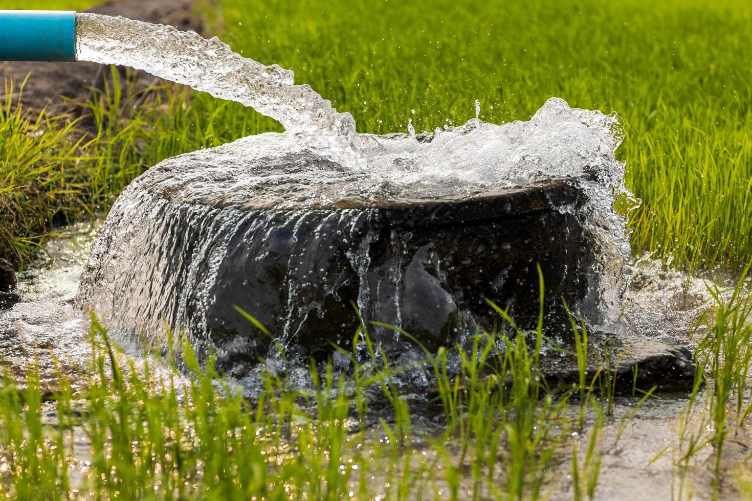 el agua fluye de una tubería a un lavabo redondo en los campos de arroz verde. foto