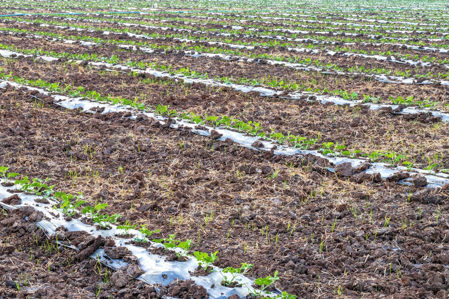 Cultivate watermelon crops on the ground. photo