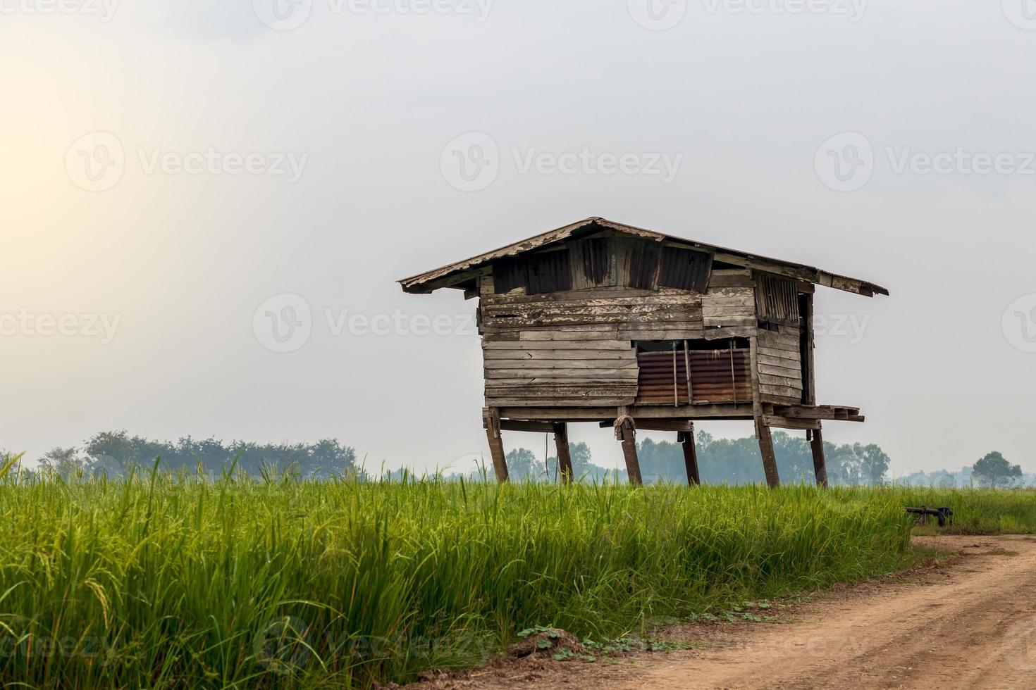 Old wooden huts ruin in the rice fields. photo