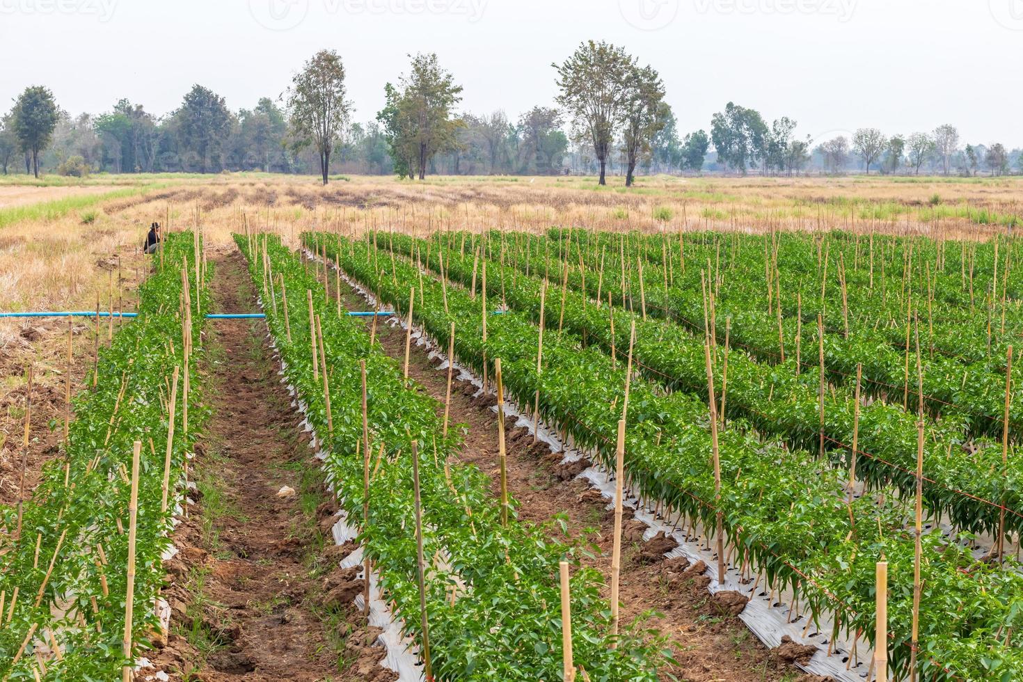 Row of chilli crops in rice fields. photo