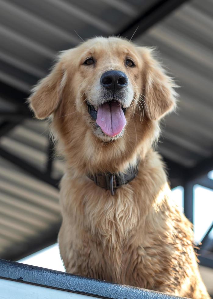 perro golden retriever bajo el techo. foto