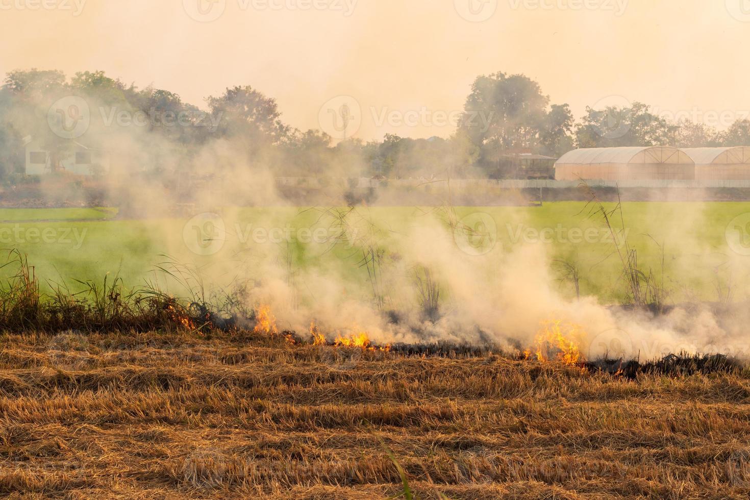 llamas, humo de paja quemada. foto