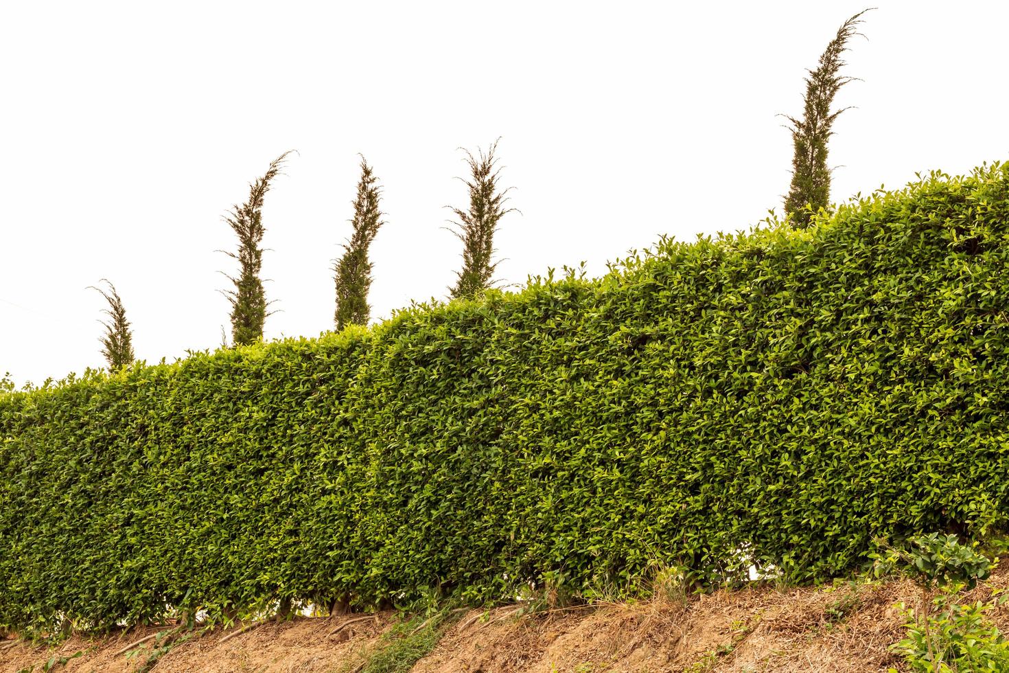 Isolate fence, shrub green leaves plenty. photo