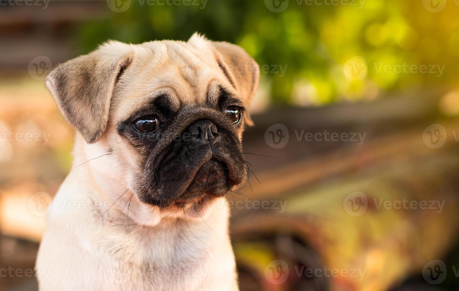 Pug puppy with funny crumpled face. photo