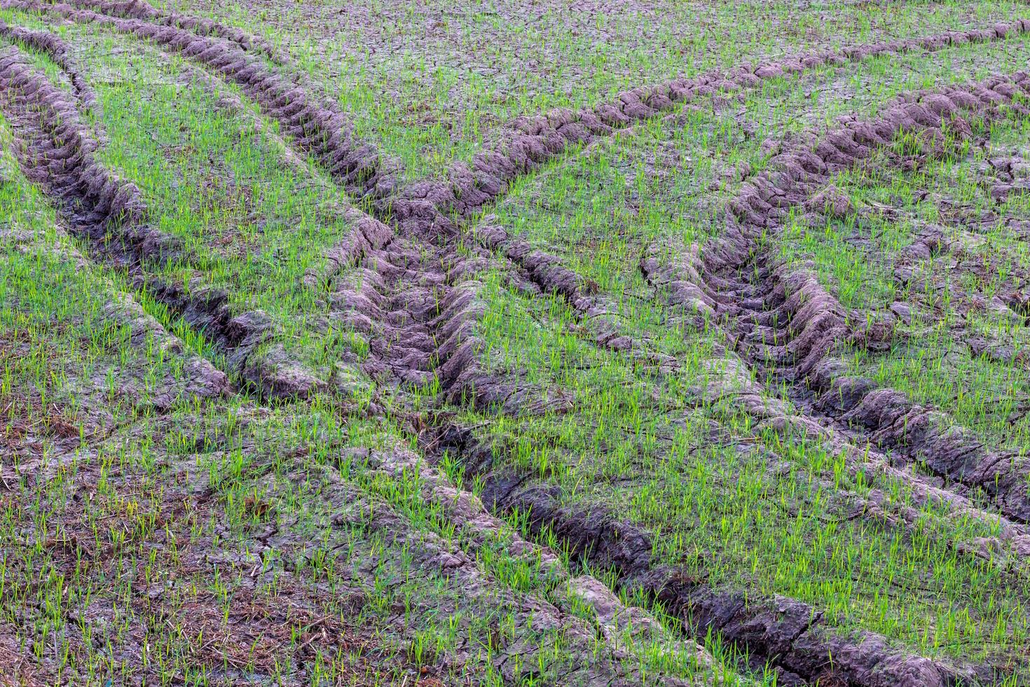 rastros de ruedas en el suelo con plántulas de arroz. foto