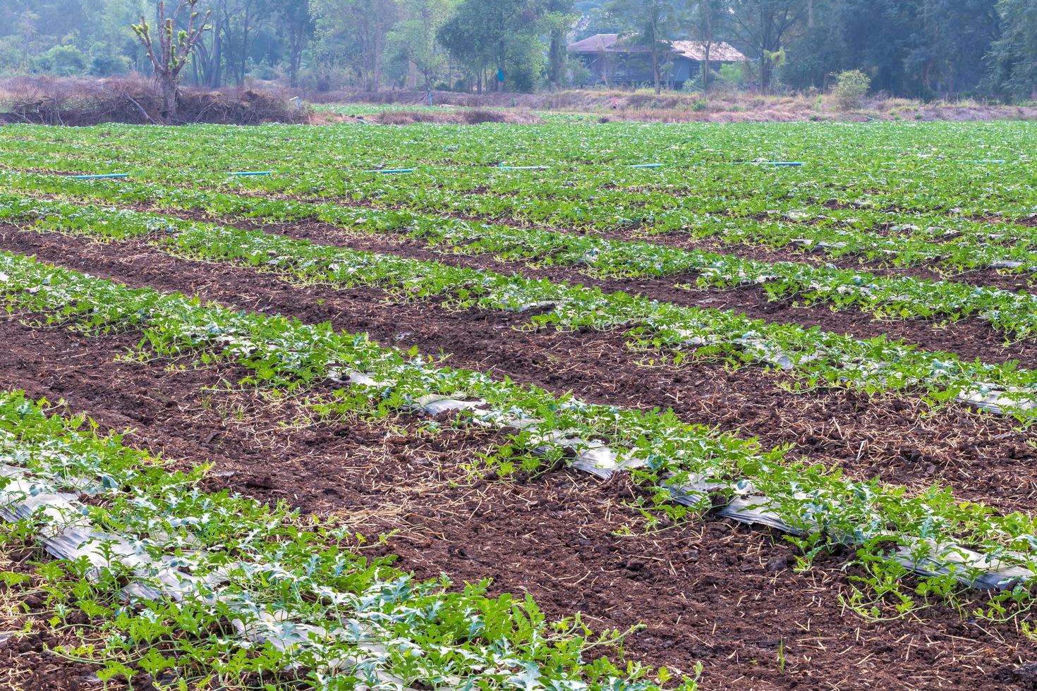 áreas de cultivo de sandía cerca de pueblos rurales. foto