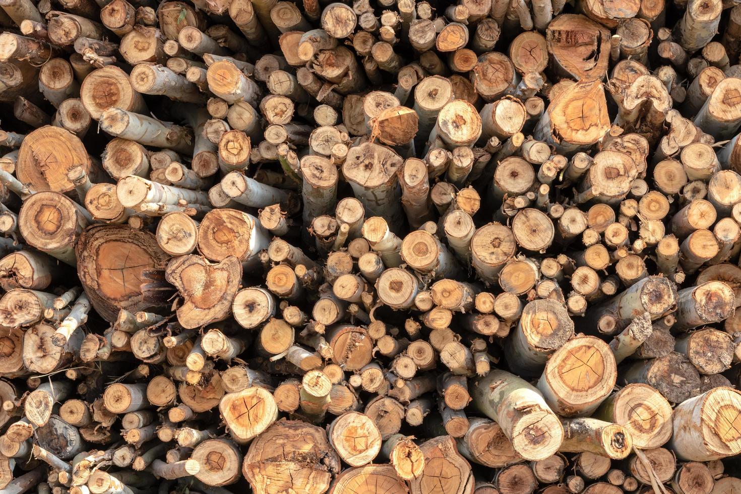 Background of various sizes of eucalyptus logs. photo