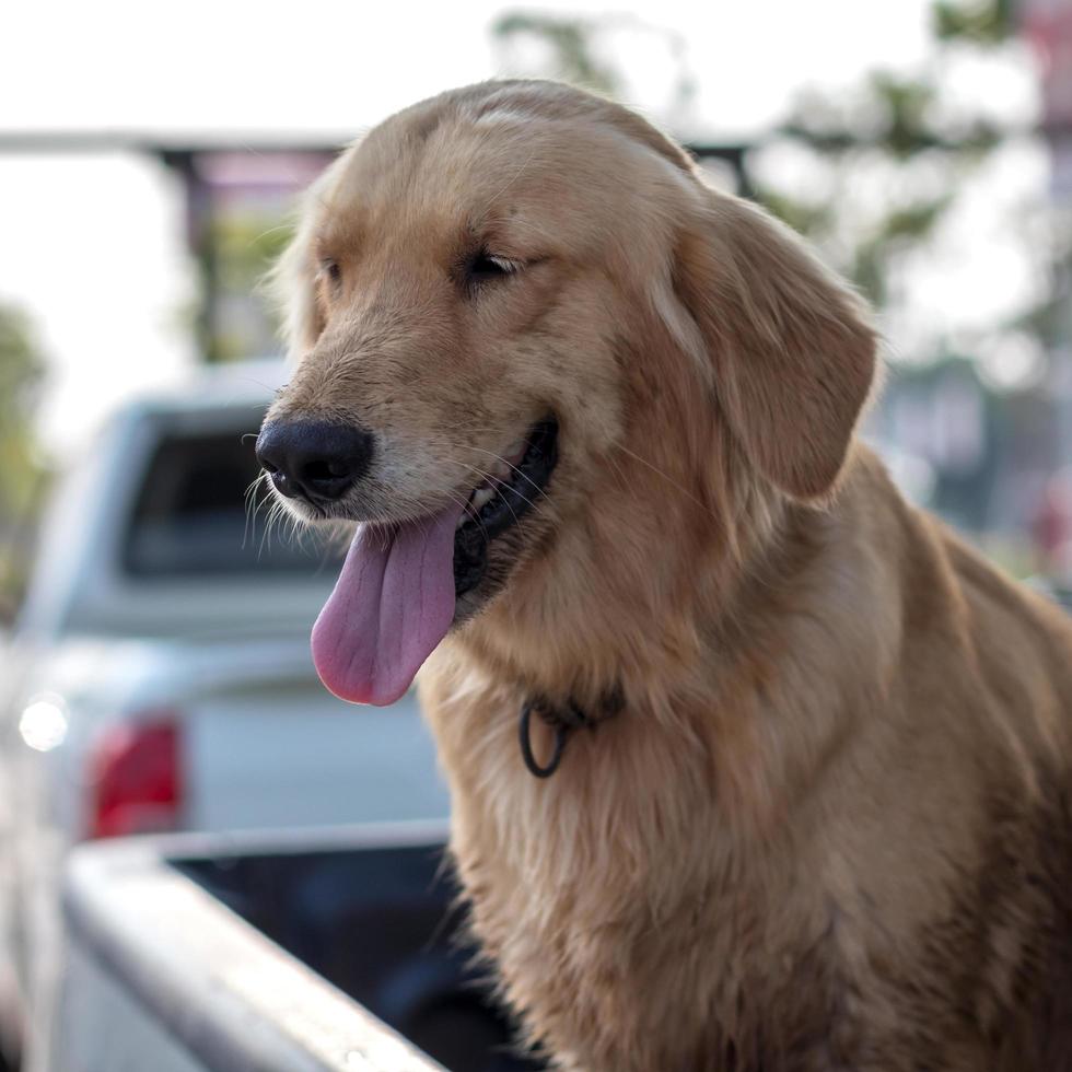 Golden Retriever Dog Face Tongue. photo