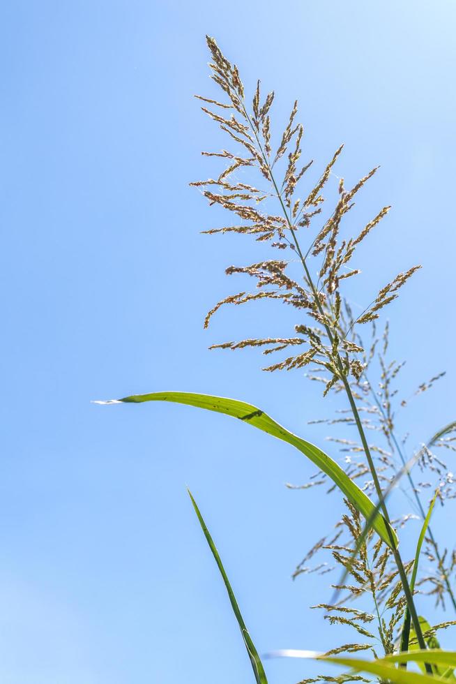 Flowers of the grass against the daytime sky. photo