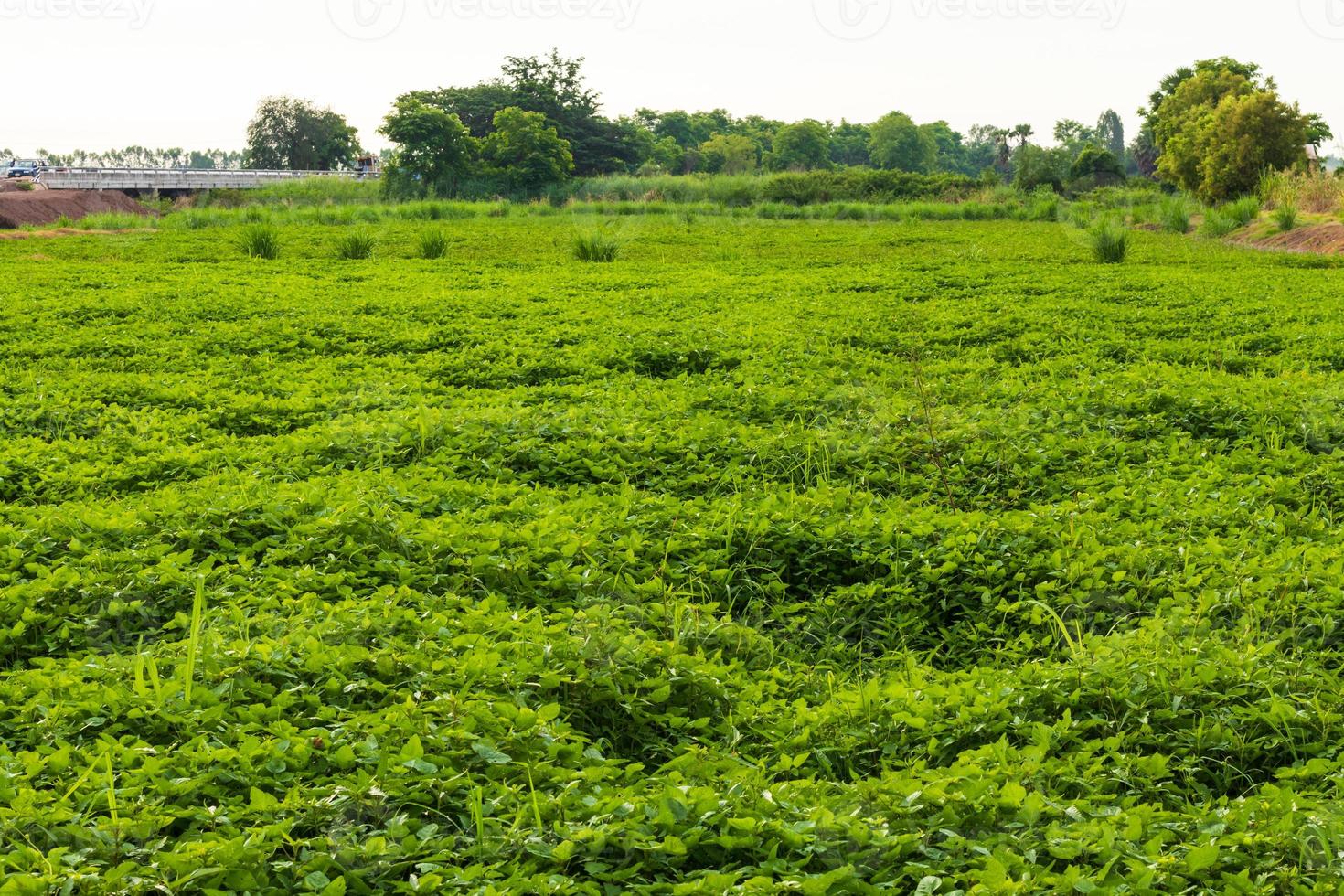 View green beans crops cultivated to cover the soil. photo