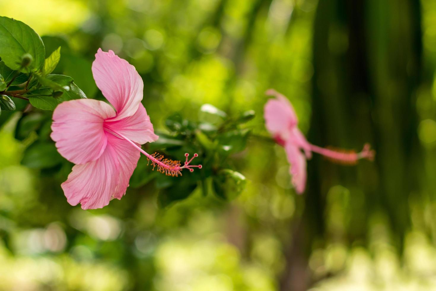 hermosas flores de hibisco rosa con hojas verdes borrosas. foto