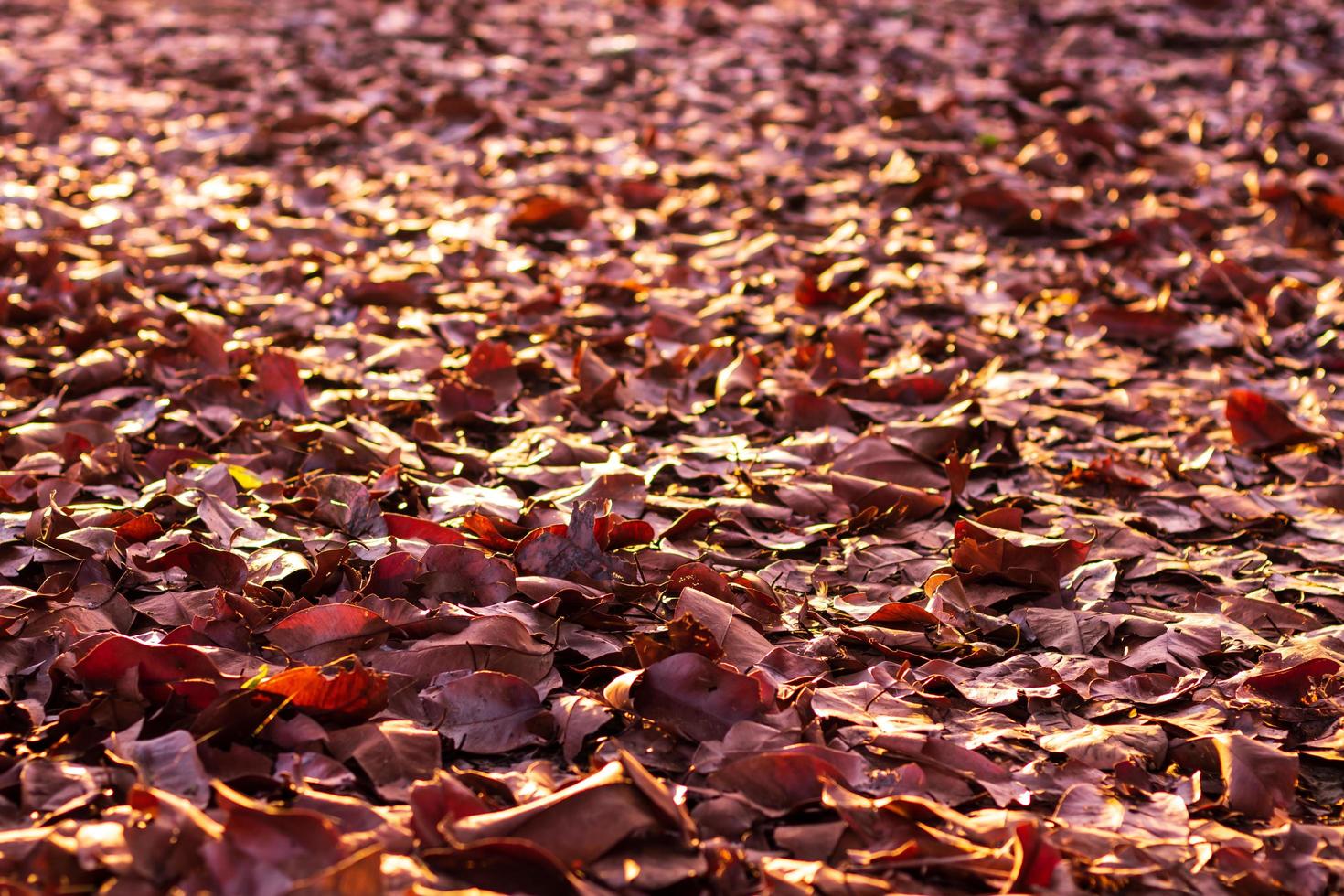 A pile of many dry leaves backlit on the ground. photo