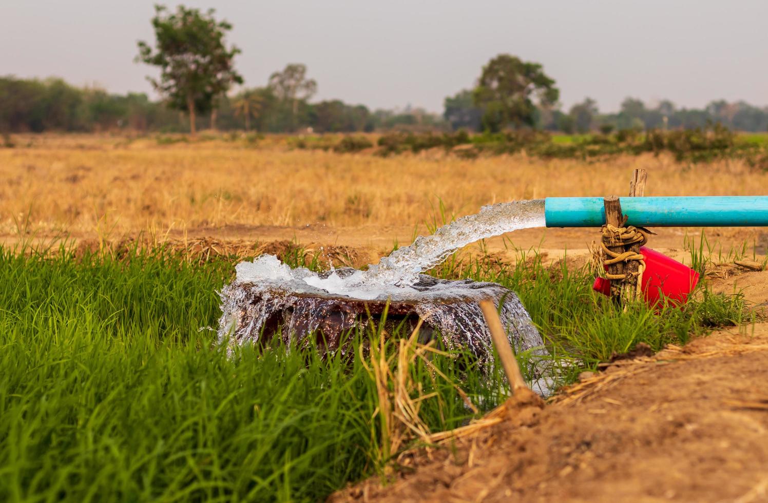 el agua fluye de las tuberías a una cuenca en los campos de arroz cerca del suelo árido. foto