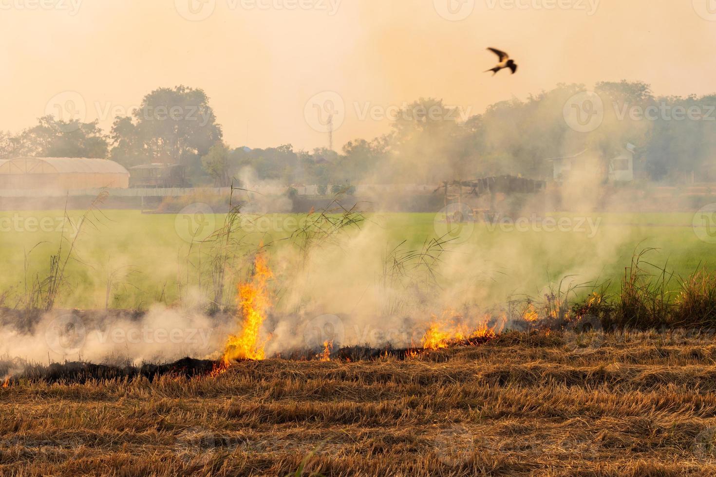 Flames, smoke from burning stubble straw. photo