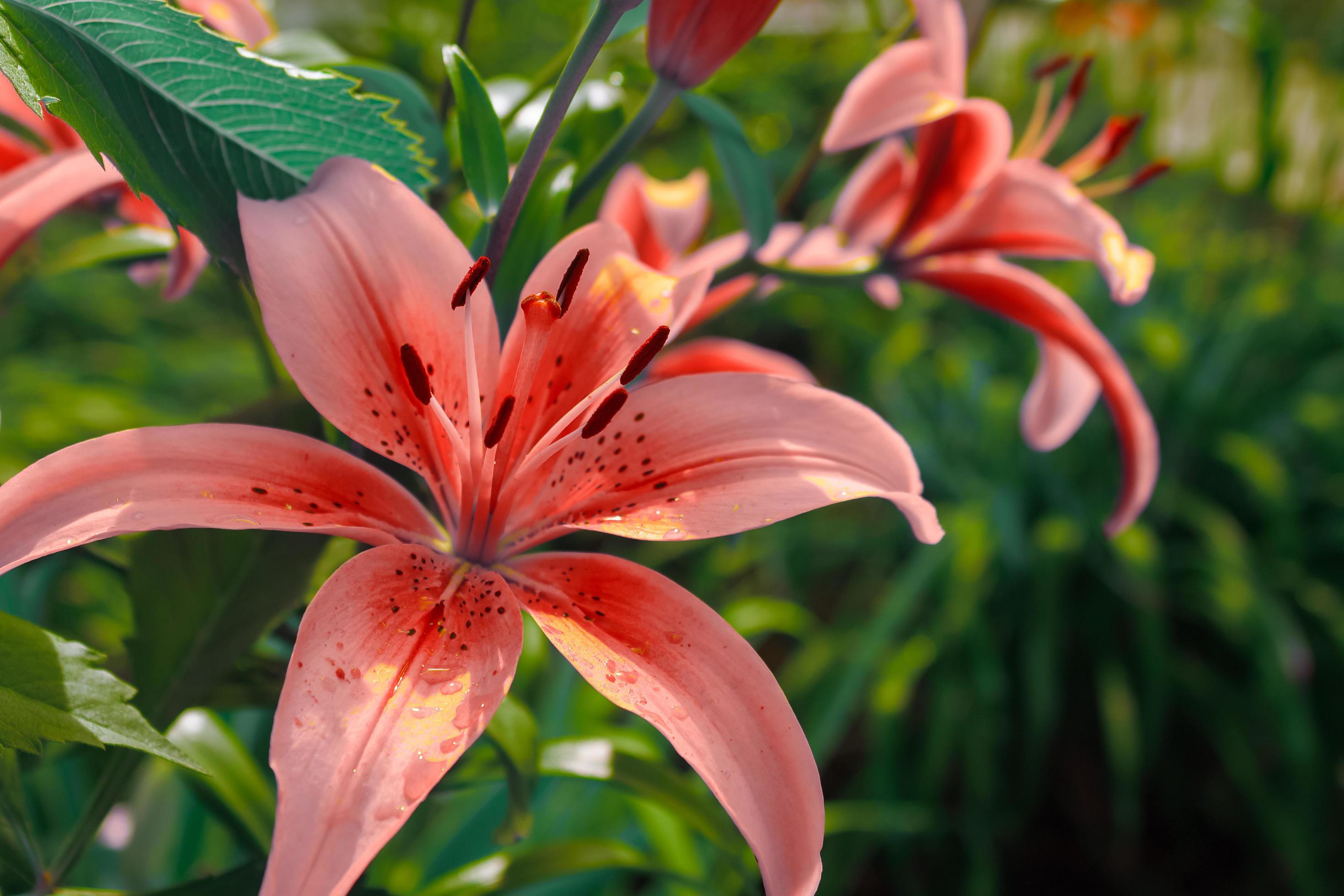 Beautiful and unusual pink lily blooms in the spring green garden 7676125 Stock Photo at Vecteezy