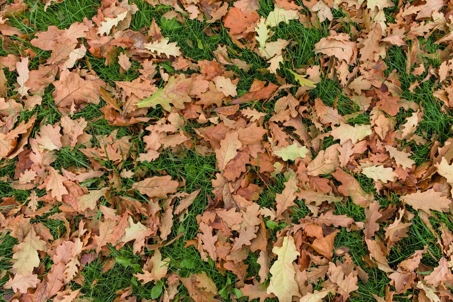 Texture of green grass and yellow autumn leaves photo